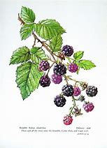 Image result for BlackBerry Vine Drawing