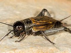 Image result for Cricket Insect Coloring Pages