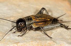 Image result for Common Cricket Insect