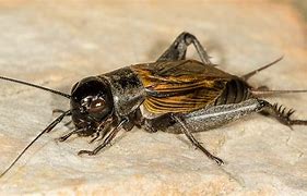 Image result for Arabian Cricket Insect