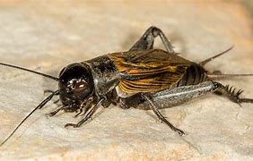 Image result for Cricket Insect