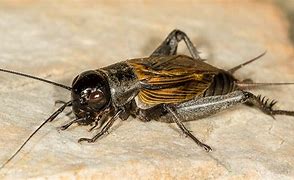 Image result for Brown Cricket Insect