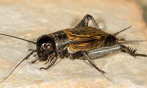 Image result for Cricket Type Bug