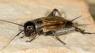 Image result for Field Cricket Insect
