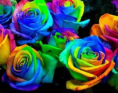 Image result for Rainbow Color Roses