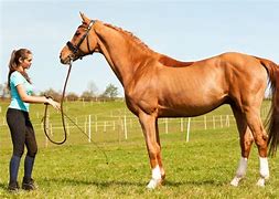 Image result for Horse Trainer