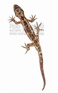 Image result for Lizard Species