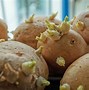 Image result for Baked Potato Restaurant