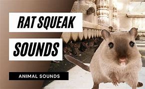Image result for Squeaking Animals