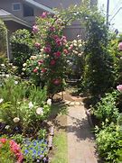 Image result for my rose garden