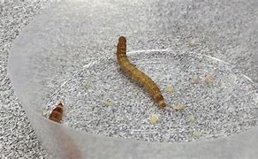 Image result for Live Mealworms