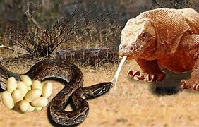 Image result for Snake Lizard Dragon
