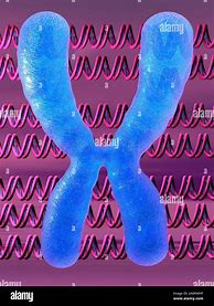 Image result for Condensed Chromosome