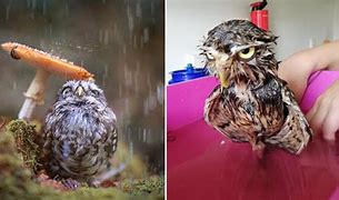 Image result for Owl in Rain Meme