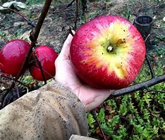 Image result for Giant Wolf Apple Size