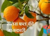 Image result for 5S Meaning in Hindi