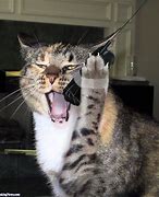 Image result for Cat Holding Phone Meme
