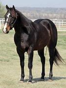 Image result for Dark Brown Quarter Horse