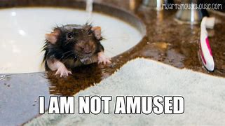 Image result for Rat Shower Meme