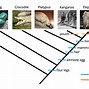 Image result for Mammal Evolution Tree