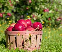 Image result for Caramel Apple Orchard Background