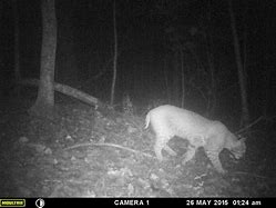 Image result for Moultrie Trail Cameras