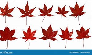 Image result for Japanese Maple Leaf Shape