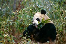 Image result for What Giant Panda Diet