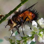 Image result for "tachinid-flies"