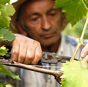 Image result for Best Grape Vine Trellis
