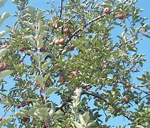 Image result for Jonathan Apple Blossoms