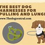 Image result for Best Dog Harness for Pullers