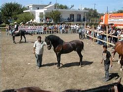 Image result for Thessalian Horse
