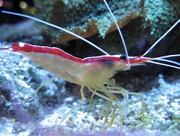 Image result for Sea Shrimp