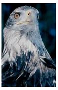 Image result for Pictures of Bald Eagles in Color