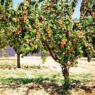 Image result for Puget Gold Apricot for Sale