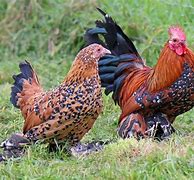 Image result for Poukles