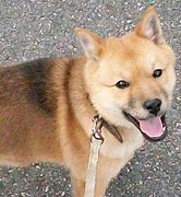 北海道犬 的圖片結果
