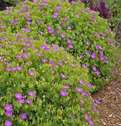Image result for Geranium sanguineum New Hampshire Purple