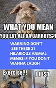 Image result for Animal Memes