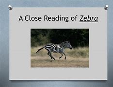 Image result for Zebra in a Library