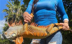 Image result for Giant Iguana Florida