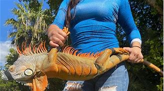 Image result for Biggest Iguana