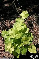 Image result for Tolmiea menziesii Cool Gold