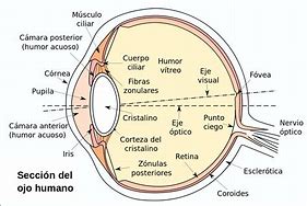 Image result for Anatomia Del Pupila Del Ojo