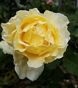 Image result for Bright Yellow Hybrid Tea Rose