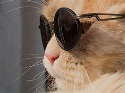Image result for Galaxy Cat Meme with Sun Glasses