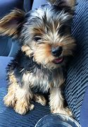 Image result for Small Loyal Dogs