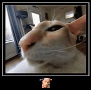 Image result for Cat Meme Eyebrow Raise Black