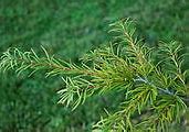 Image result for LifeProof Golden Larch Oak